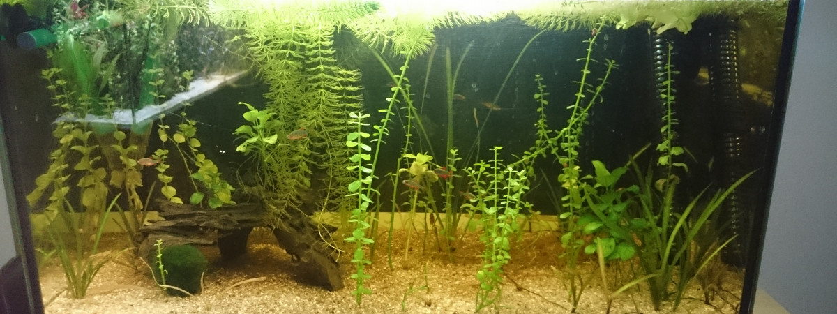 aquarium 60l