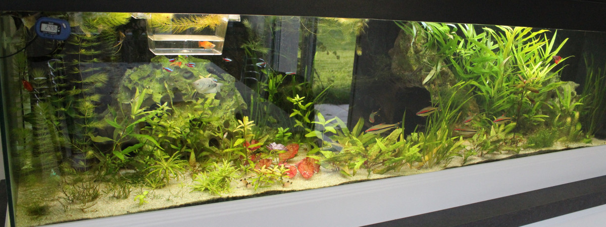 aquarium salon