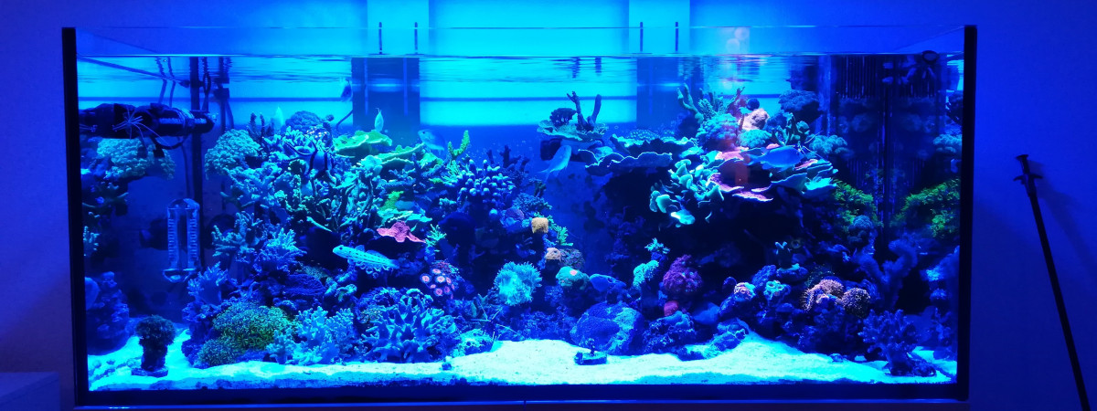 aquarium ELOS 120