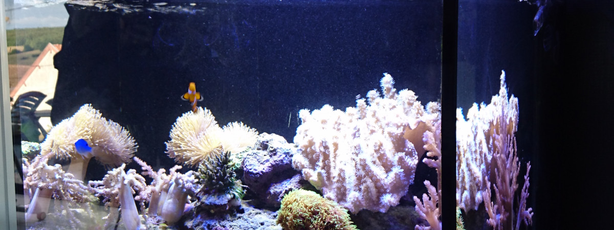 aquarium Aquamedic recifal