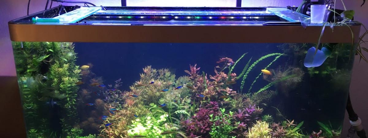 aquarium Osaka 260 Biotope asiatique