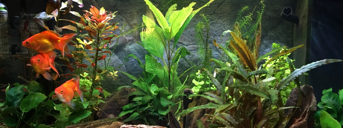 aquarium Juwel 150