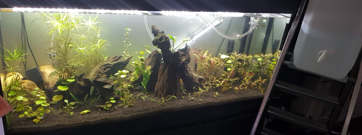 aquarium Fluval roma 240 led