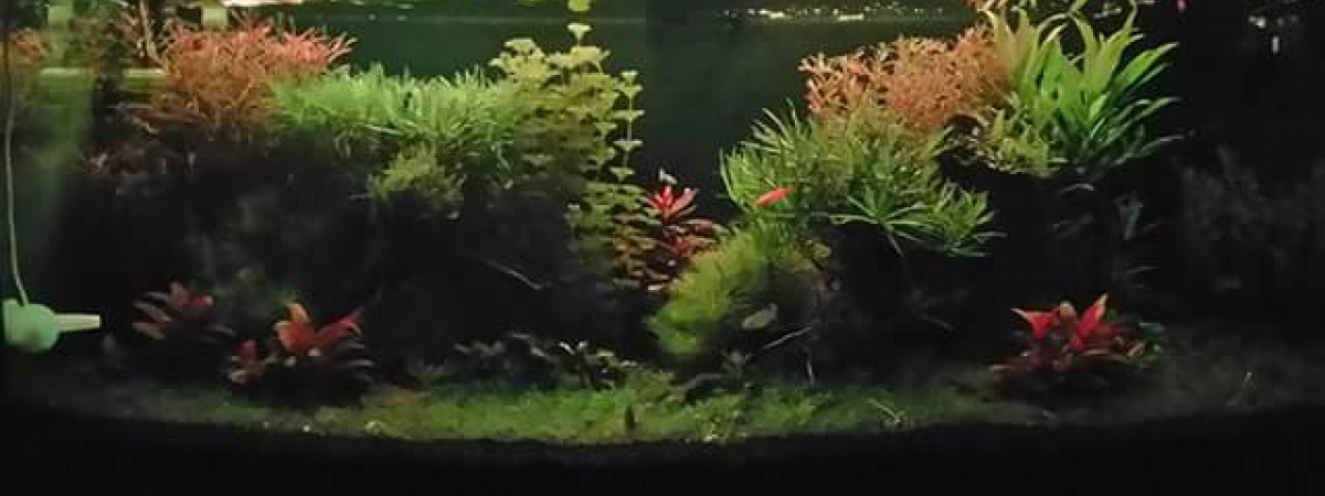 aquarium Zen