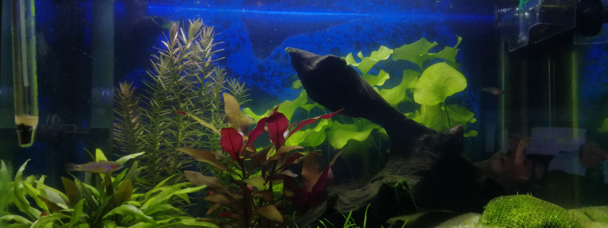 aquarium Aqua