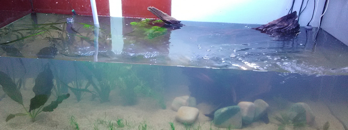 aquarium Amazonien