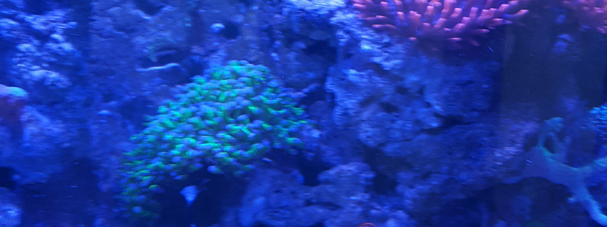 aquarium Rsm130