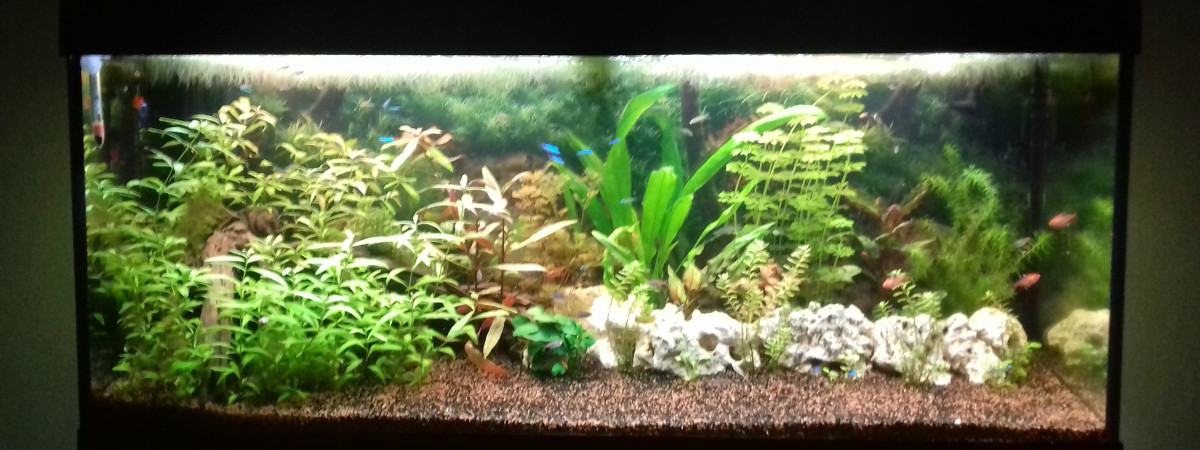 aquarium 250L