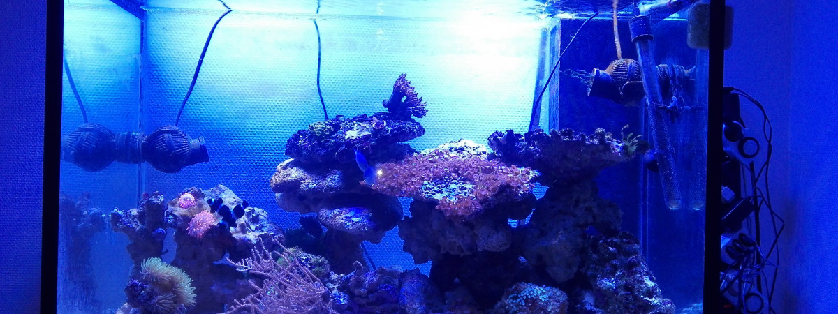 aquarium Recifal 250l