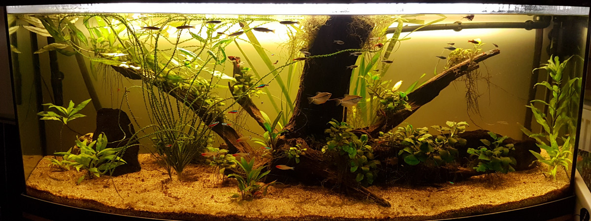aquarium Amazonien