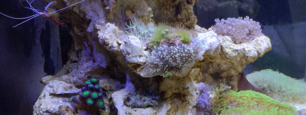 aquarium Jypan1