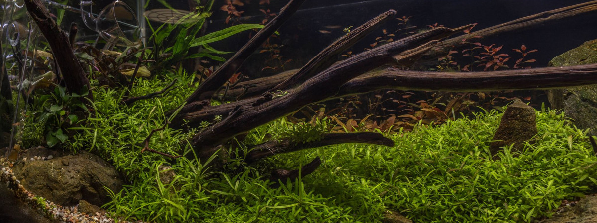 aquarium Power of Wood
