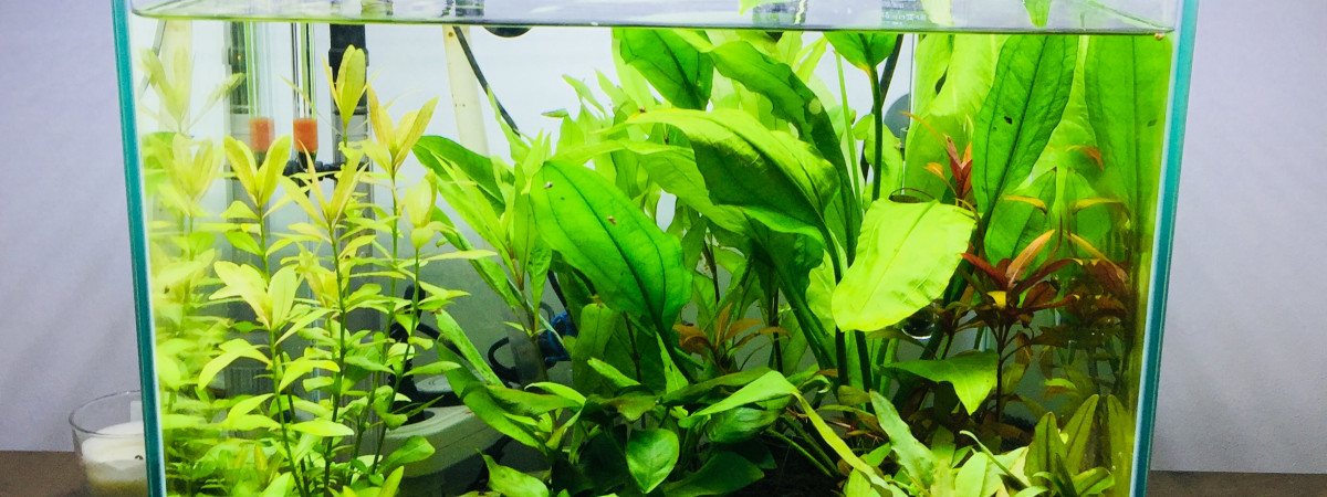 aquarium Nano