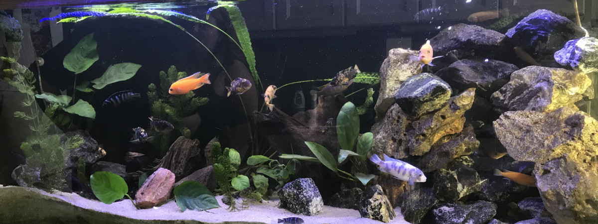 aquarium Malawi
