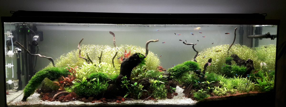 aquarium 300l