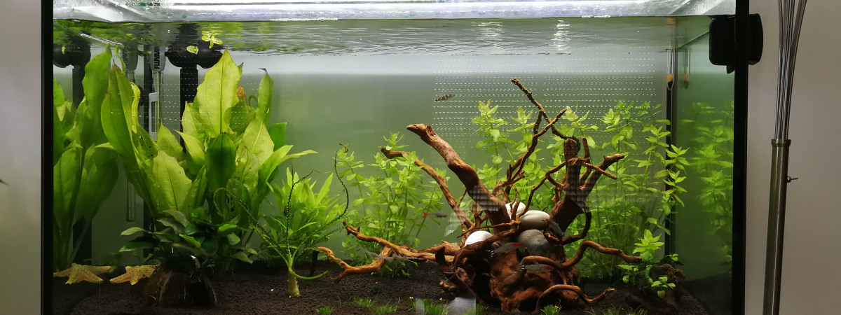 aquarium Mon aqua