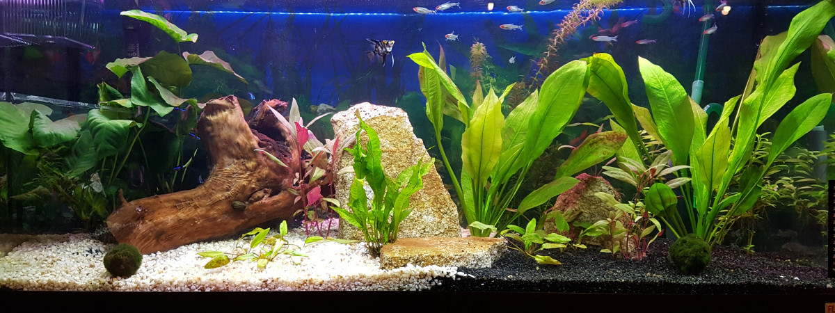aquarium Amazonia