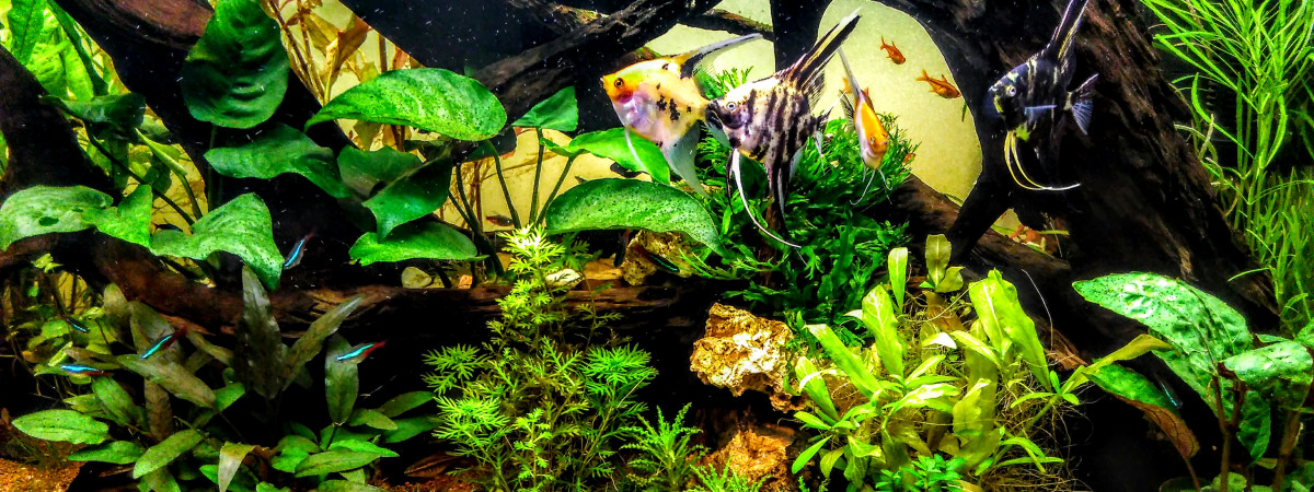 aquarium Juwel Rio 240