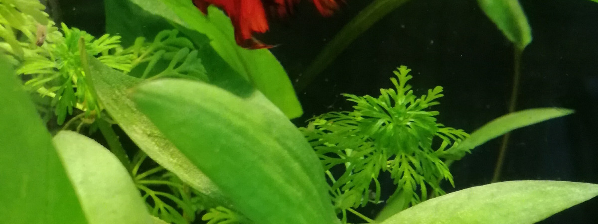 aquarium Aquarium Bêta Splendens