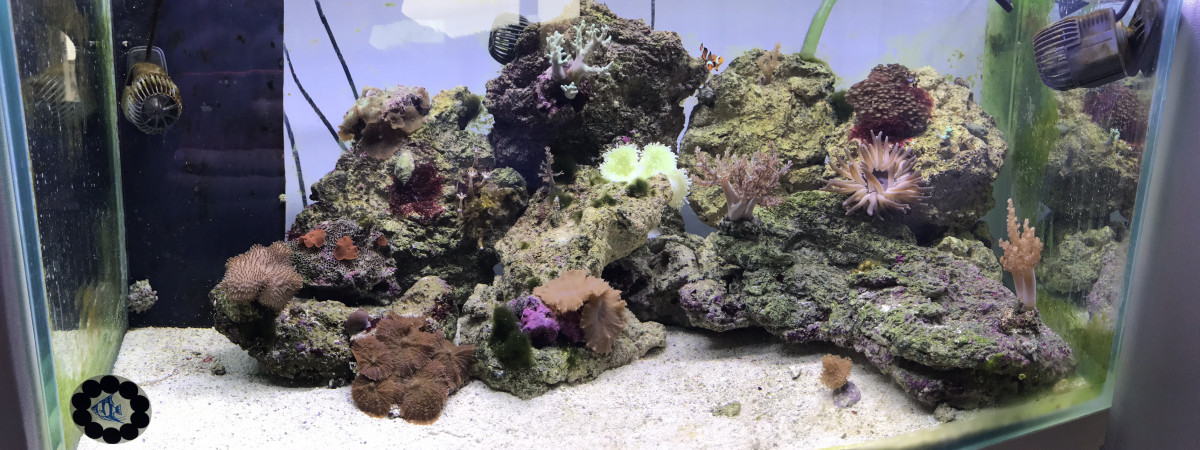 aquarium Recifal