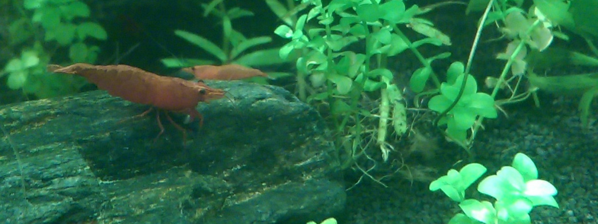 aquarium Aquarium dennerle