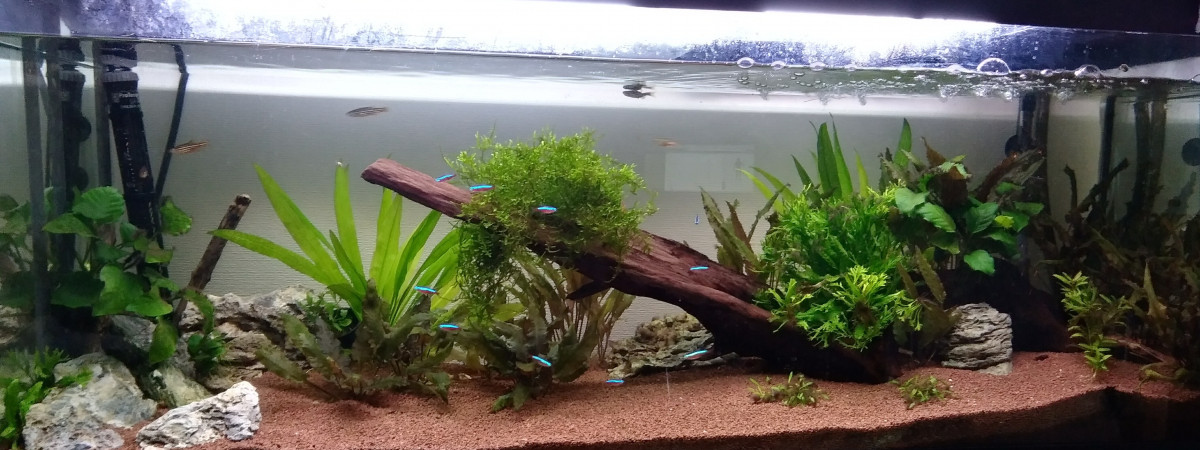 aquarium Aquarium du salon