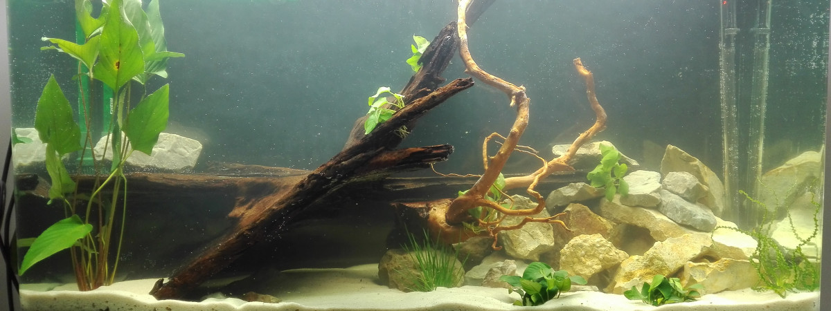aquarium Malawi