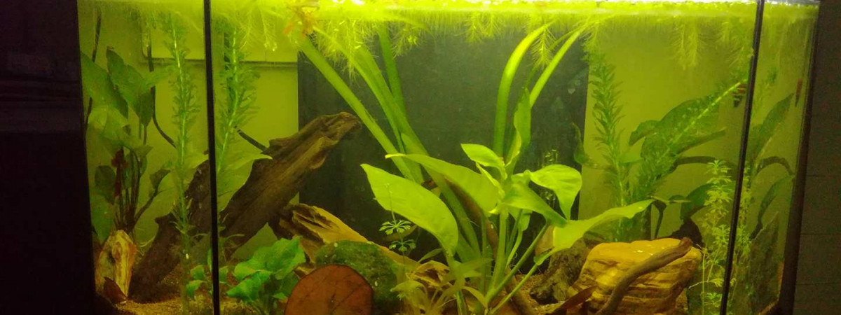 aquarium 54l