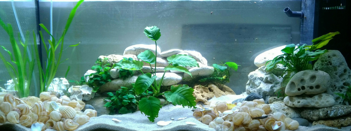 aquarium 180L Neolamprologus Multifasciatus