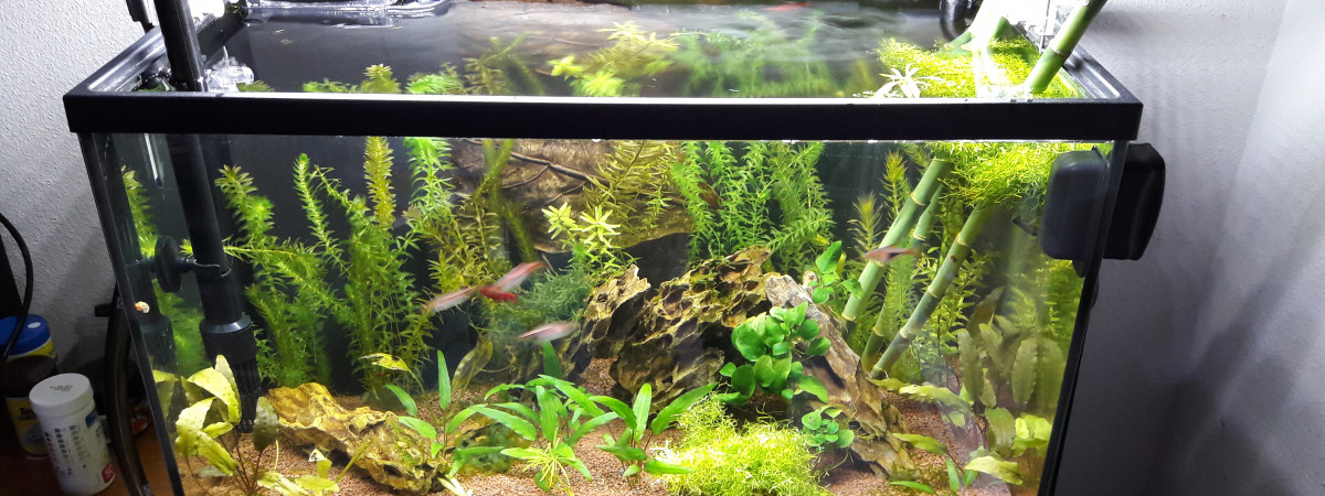 aquarium 55litres