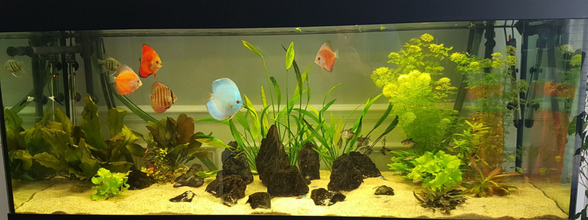 aquarium Discus