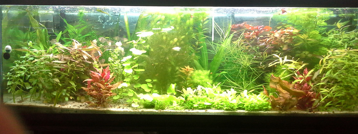 aquarium Bac hollandais