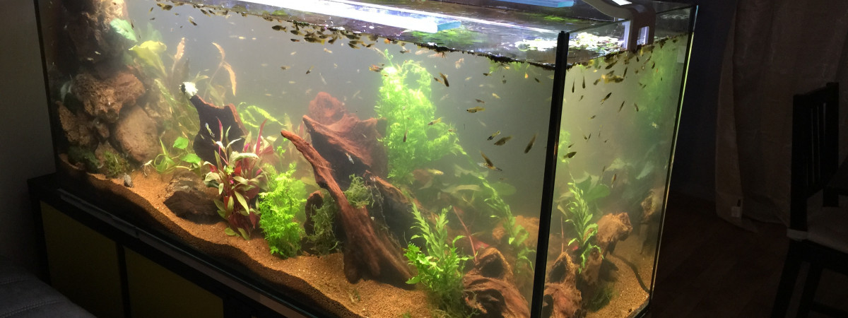 aquarium Low tech 240L