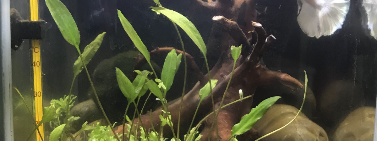 aquarium Nébule