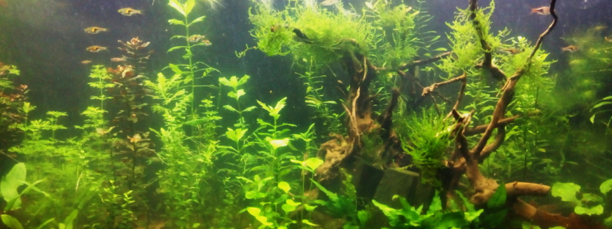 aquarium 450 Asiatique Low Tech