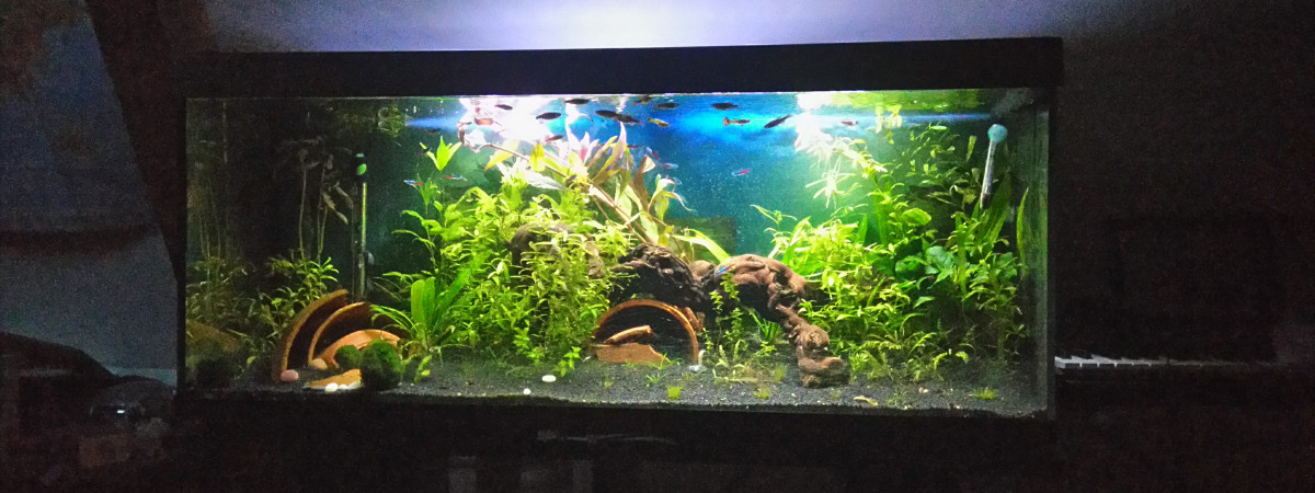 aquarium Mon premier !