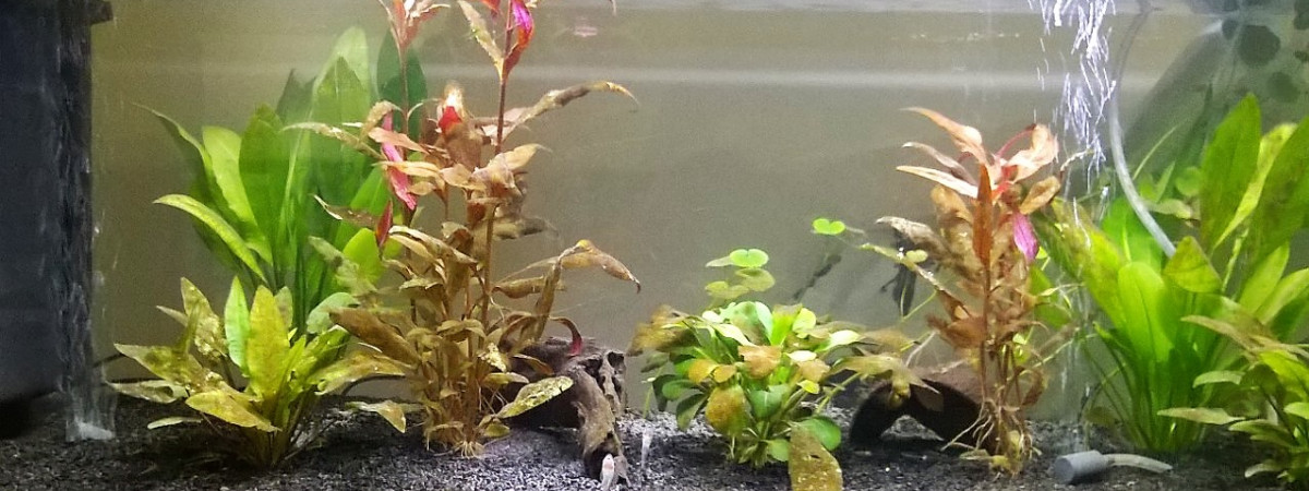 aquarium Biotope