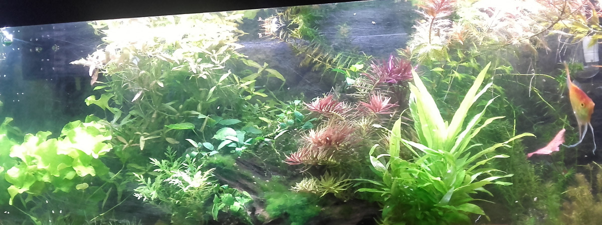 aquarium Amazonien