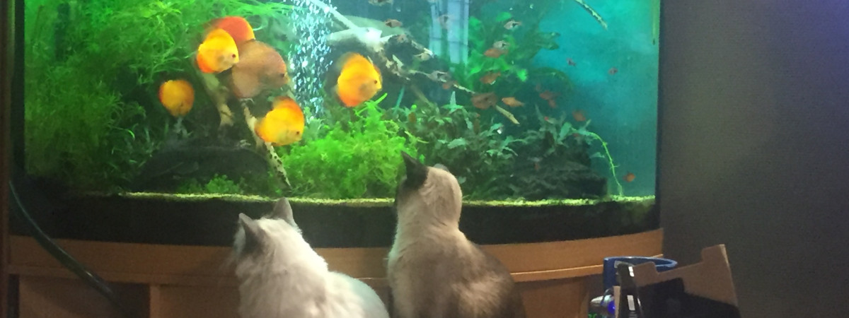 aquarium Thierry.350