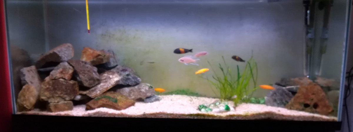 aquarium Taganyka 240L