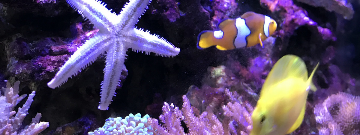 aquarium Redsea 130l