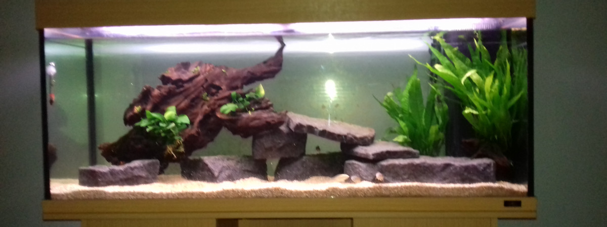 aquarium 250 l chiclides victoria