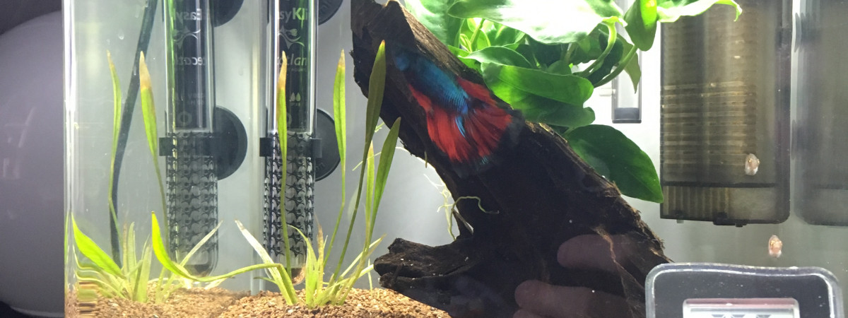 aquarium Dennerle Nano Cube