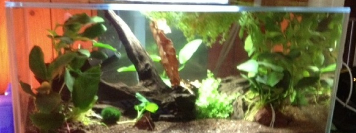 aquarium Spécifique Betta 20 litres