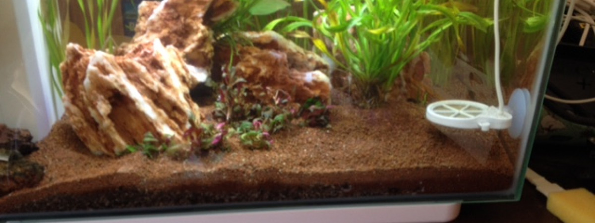 aquarium Spécifique Betta 25 litres