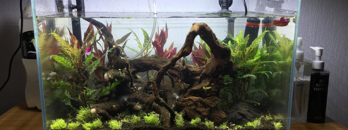 aquarium Nano Amazonien 34L