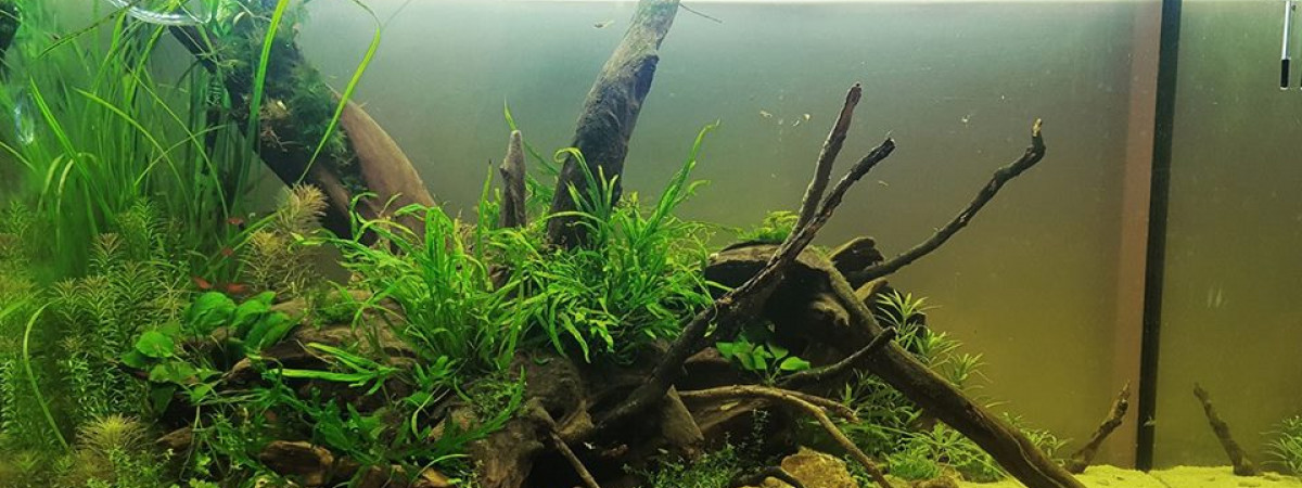 aquarium 125L Aquascaping