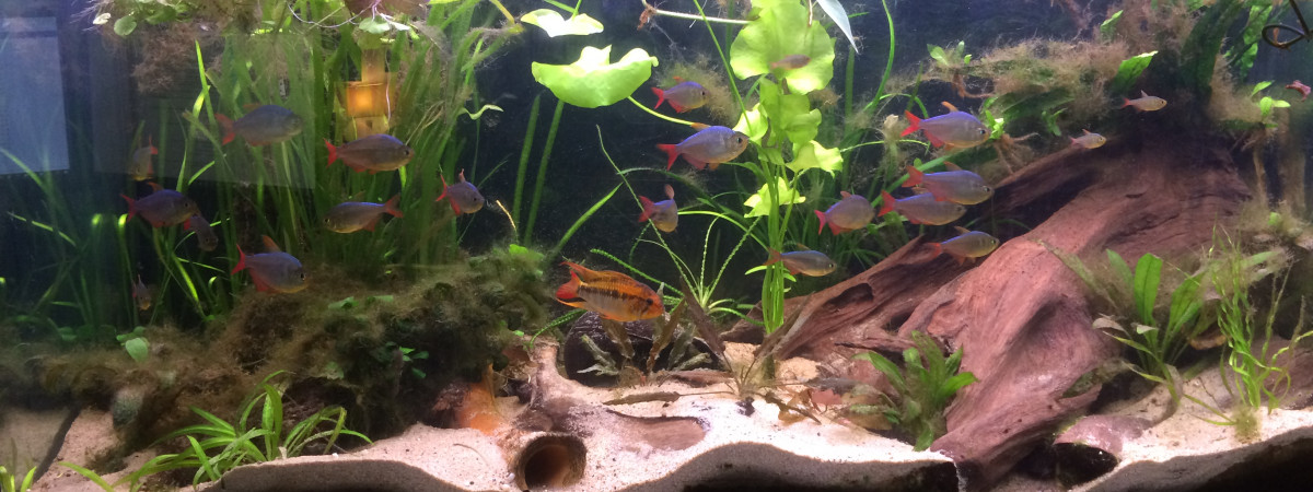 aquarium Rio Orinoco (Apistogramma et hypancistrus)