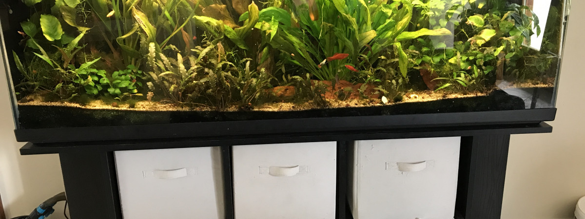 aquarium communautaire