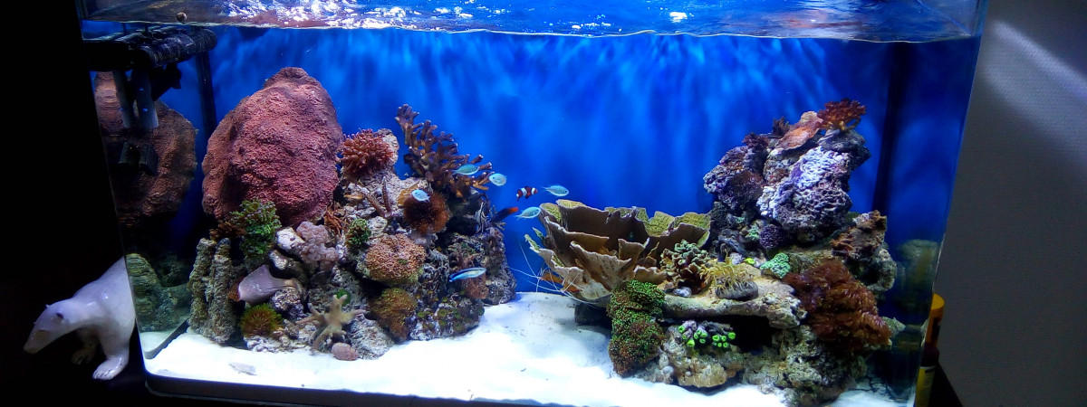 aquarium Osaka 300L percé REEF